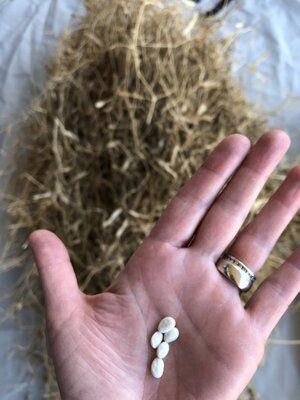 Tepary seeds